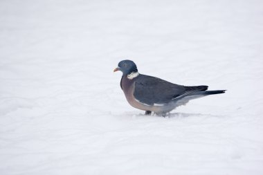 Tahta güvercin, Columba Palumbus