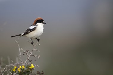 Woodchat shrike, Lanius senator clipart