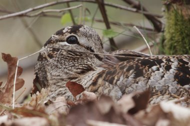 Woodcock, Scolopax rusticola
