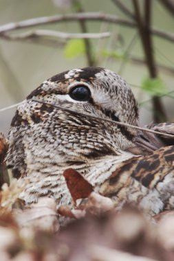 Woodcock, Scolopax rusticola