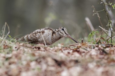 Woodcock, Scolopax rusticola