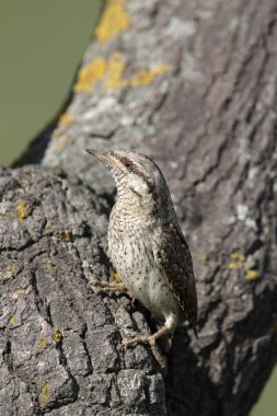Boyunburan, jynx torquilla