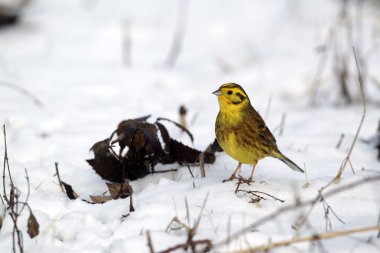 Yellowhammer, Emberiza citrinella