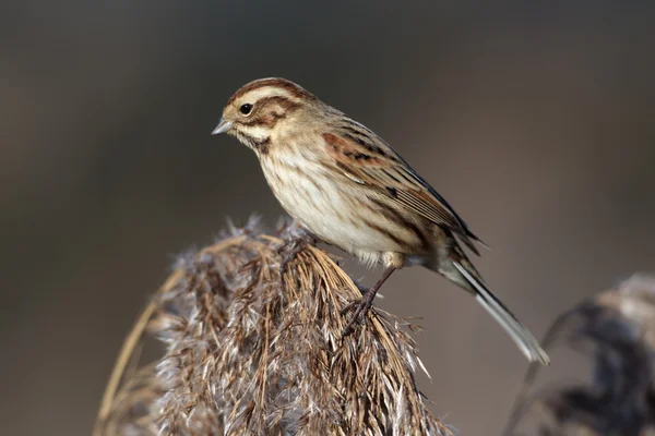 Potrzos, emberiza schoeniclus — Zdjęcie stockowe