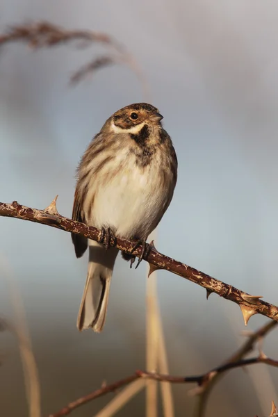 Reed bunting, Emberiza schoeniclus — Stock Photo, Image