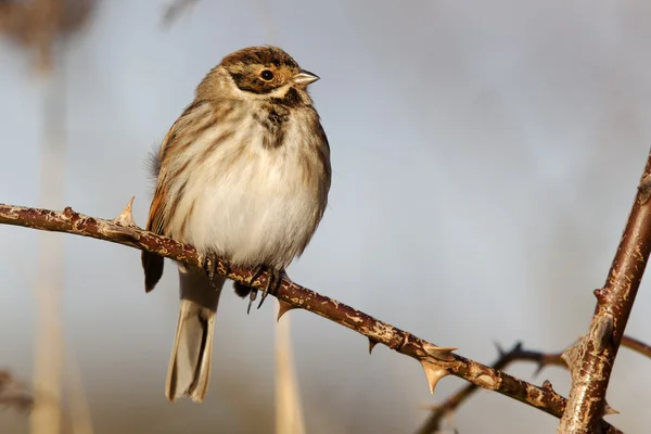 Migliarino di palude, emberiza schoeniclus — Foto Stock