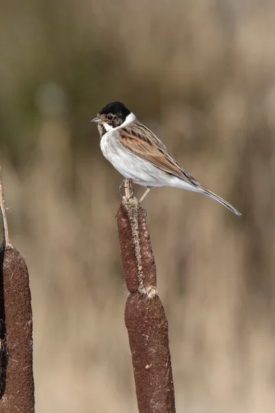 Bir ahşap kenarEscribano palustre, emberiza schoeniclus —  Fotos de Stock