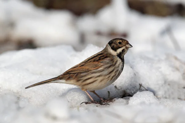 Rietgors, emberiza schoeniclus — Stockfoto