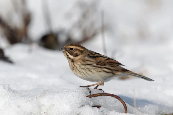 Rietgors, emberiza schoeniclus — Stockfoto