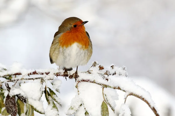 Robin, Erithacus rubecula — Stock fotografie