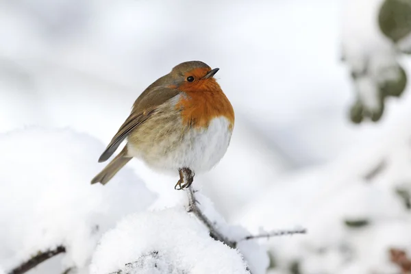 Robin, Erithacus rubecula — Stock fotografie