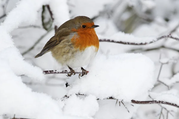 Robin, Erithacus rubecula — Zdjęcie stockowe