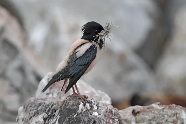 Rose-coloured starling, Sturnus roseus, single male — Stock Photo, Image