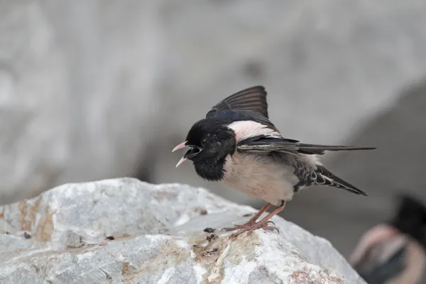 Étourneau rose, Sturnus roseus, mâle célibataire — Photo