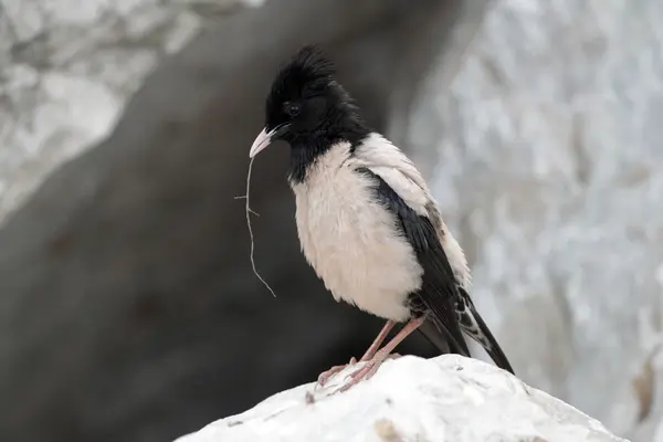 Rose-coloured starling, Sturnus roseus, single male — Stock Photo, Image