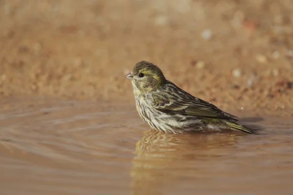 Serinus serinus, Serin, jeden kobieta — Zdjęcie stockowe