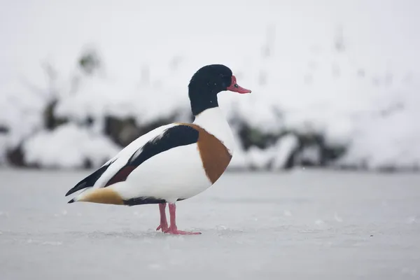 Shelduck, Tadorna tadorna, — Stock fotografie