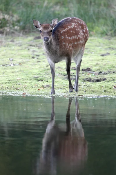 Sika Hjort, Cervus brystvorte - Stock-foto