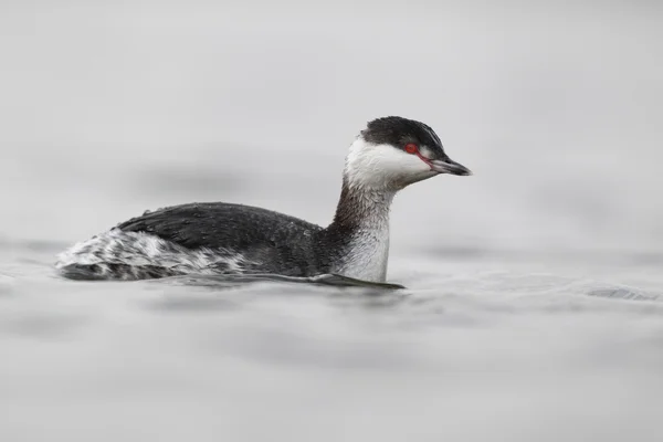 Slovanská potápka, podiceps auritus — Stock fotografie