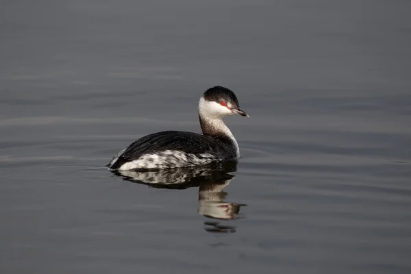 Grebe eslavo, Podiceps auritus — Fotografia de Stock