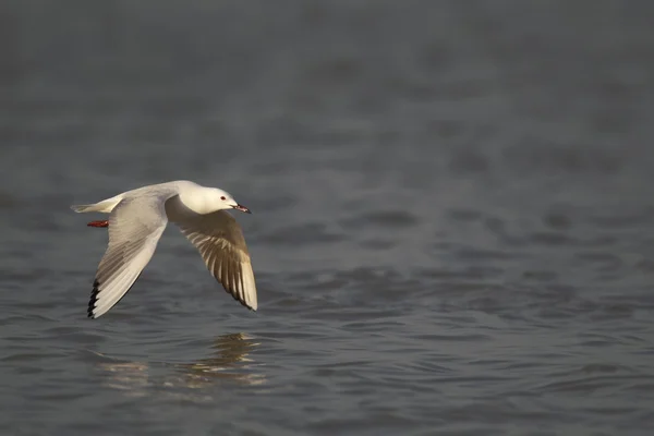 Gaivota de bico fino, Larus genei — Fotografia de Stock