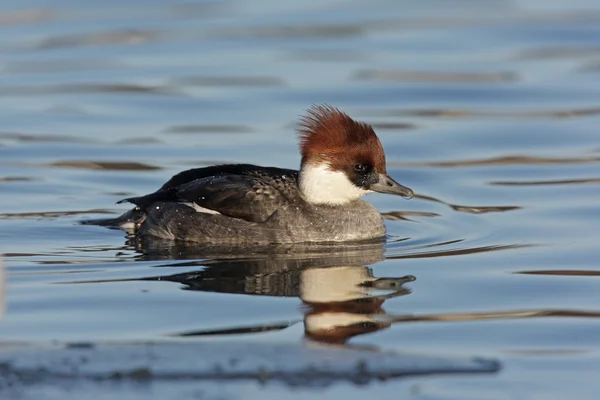 Nonnetje (vogel), mergellus albellus, één vrouw — Stockfoto