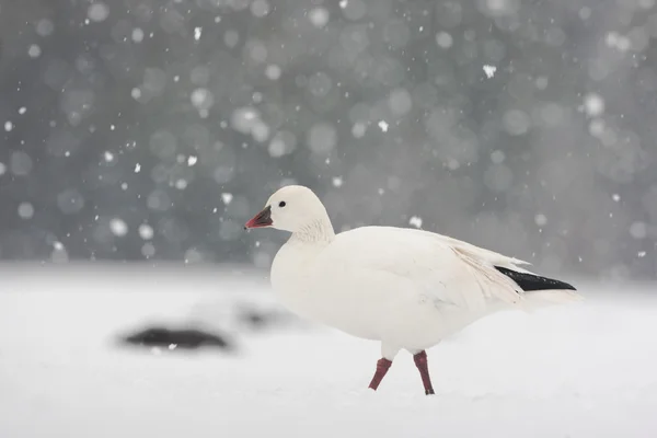 Ganso de la nieve, Anser caerulescens —  Fotos de Stock