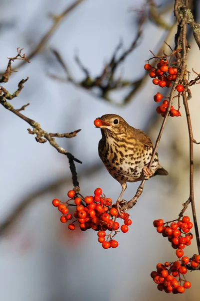 Tordo della canzone, Turdus philomelos — Foto Stock