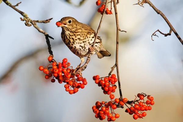 Tordo de la canción, Turdus philomelos —  Fotos de Stock