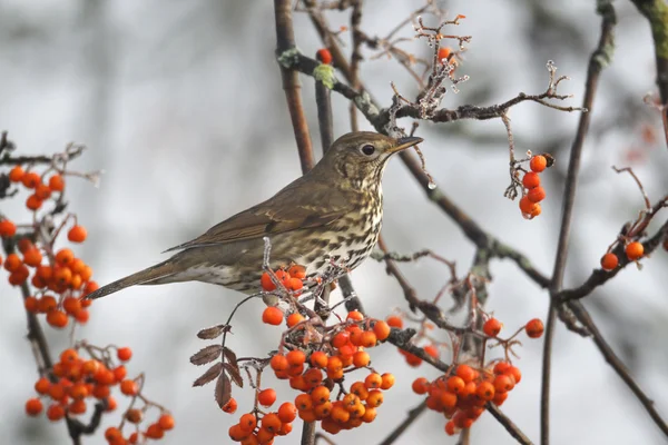 노래 질 염, Turdus philomelos — 스톡 사진