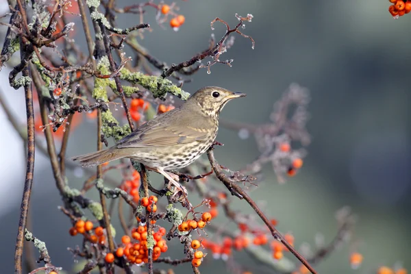 Drozd zpěvný, turdus philomelos — Stock fotografie