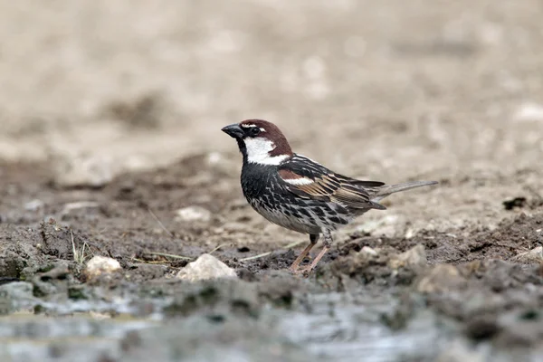 Wróbel, passer hispaniolensis, jeden mężczyzna — Zdjęcie stockowe