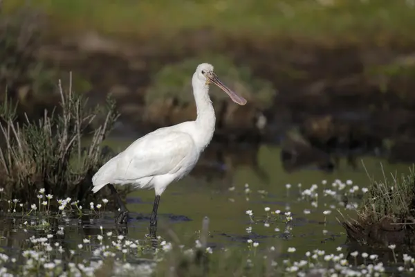 Skedstork, platalea leucorodia — Stockfoto