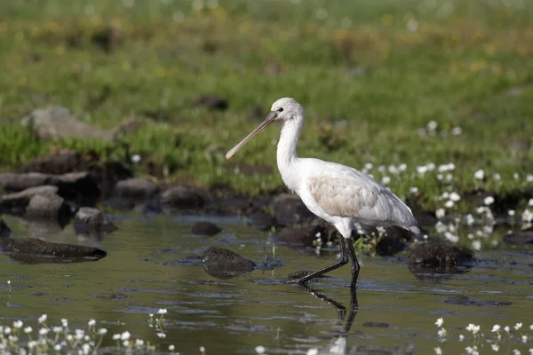 Lepelaar, platalea leucorodia — Stockfoto