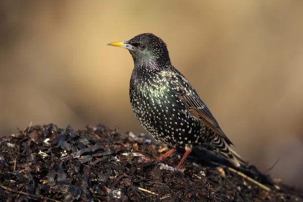 Szpak, sturnus vulgaris — Zdjęcie stockowe