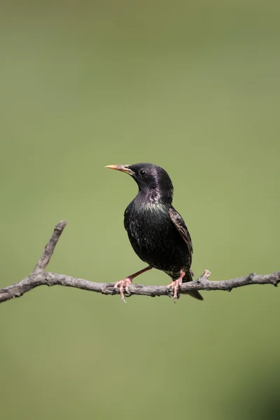 Starling, Sturnus vulgaris — Fotografia de Stock