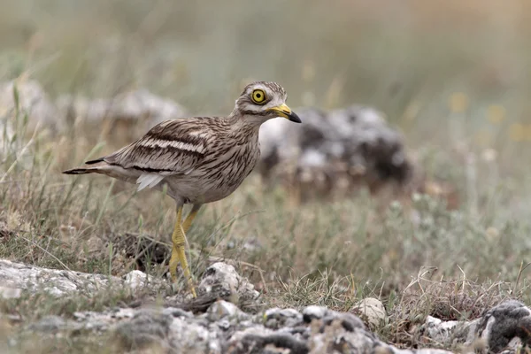 Stone curlew, Burhinus oedicnemus — Stock Photo, Image