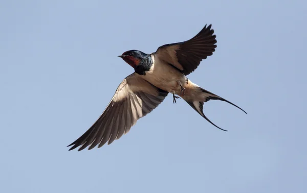 Kırlangıç, hirundo rustica — Stok fotoğraf