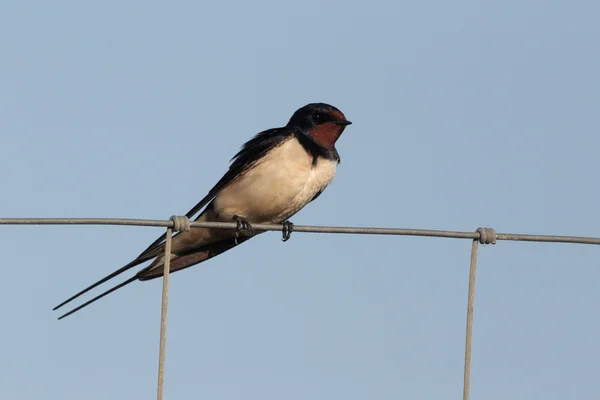 Kırlangıç, hirundo rustica, — Stockfoto