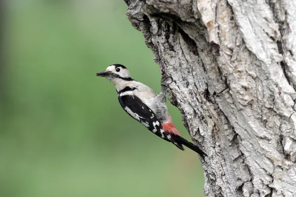 Pájaro carpintero sirio, Dendrocopos syriacus, macho soltero — Foto de Stock