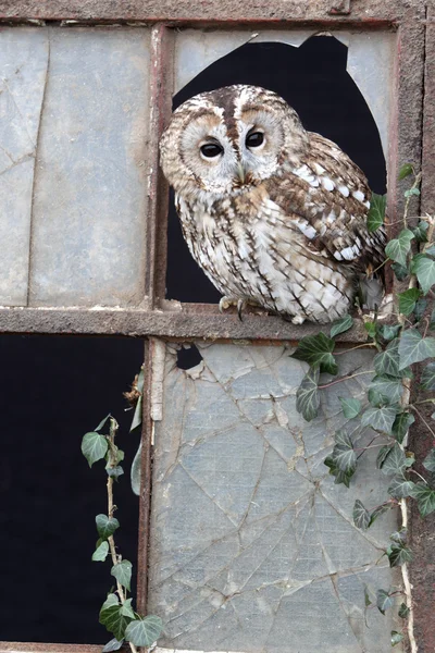 Alaca baykuş, strix aluco — Stok fotoğraf