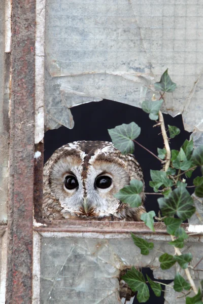 Tawny Coruja, Strix aluco — Fotografia de Stock