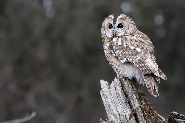 Tawny owl, Strix aluco — Stock Photo, Image