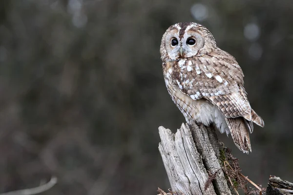 Macskabagoly, (strix aluco) — Stock Fotó