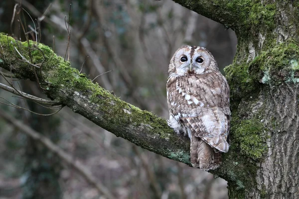 Macskabagoly, (strix aluco) — Stock Fotó