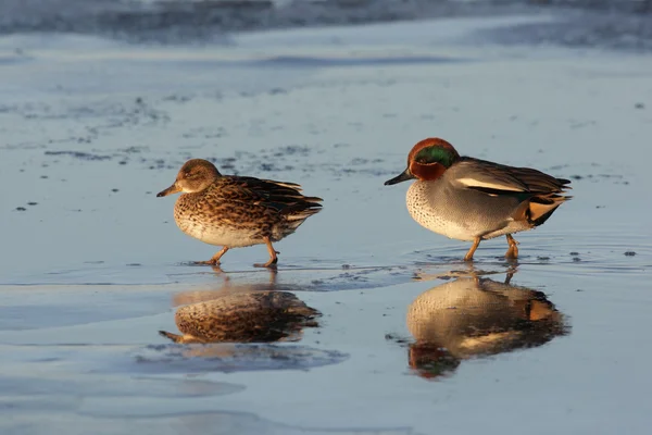 Teal, Anas crecca — Foto de Stock