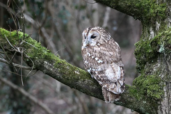 Kattugglan, strix aluco — Stockfoto