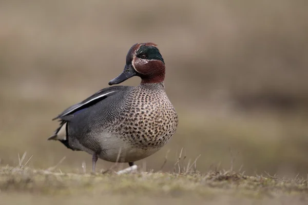 Teal, Anas crecca —  Fotos de Stock