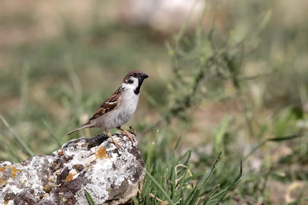 Tree sparrow, Passer montanus — Stock Photo, Image