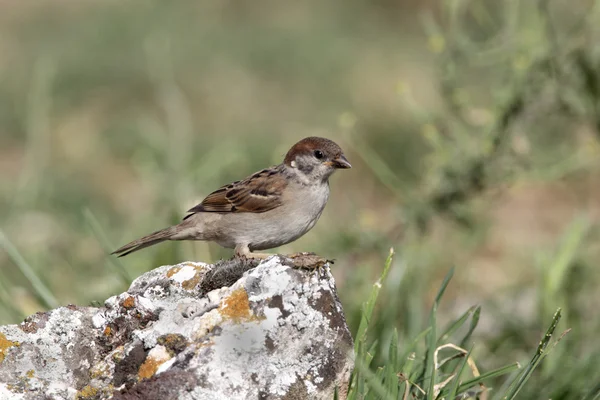 Drzewo Wróbel, passer montanus — Zdjęcie stockowe